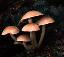 Is it safe to take mushroom supplements everyday?